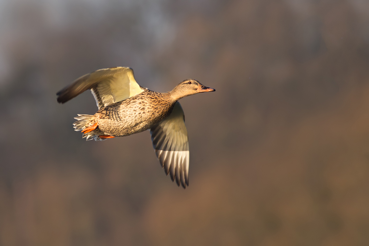 Mallard in flight 1